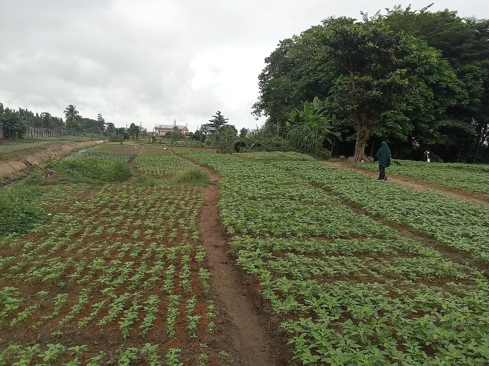 Akure Backs Farm Input Distribution Amid Growing Pressure